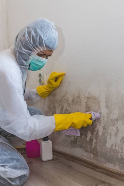 Best Crawl Space Mold Remediation  in Lake City, IA
