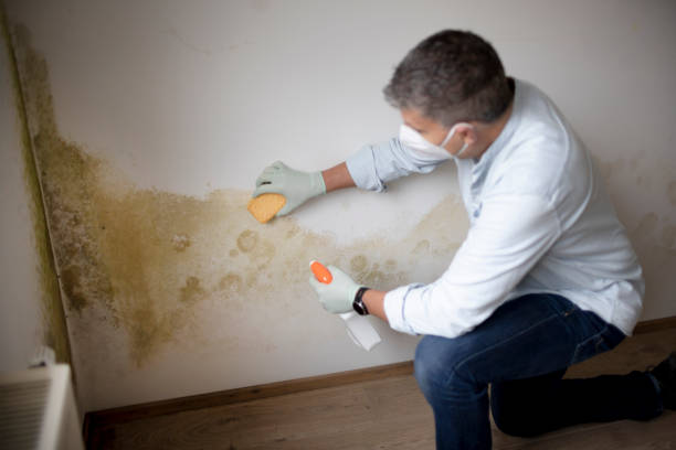 Biohazard Mold Removal in Lake City, IA