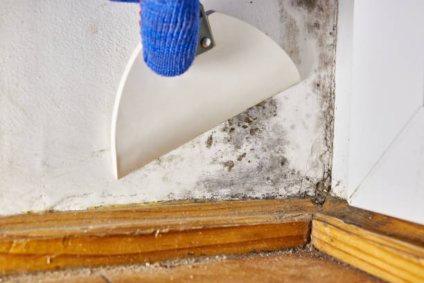 Best Mold Remediation for Rental Properties  in Lake City, IA